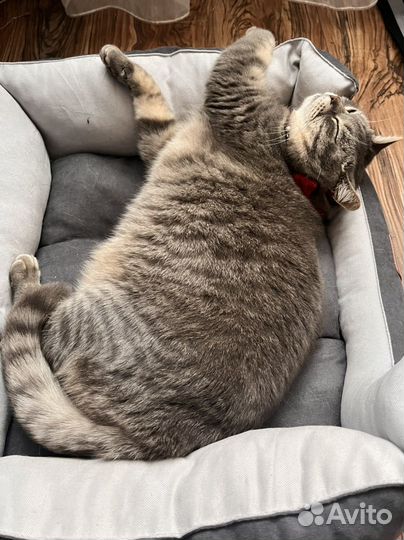 Передержка животных