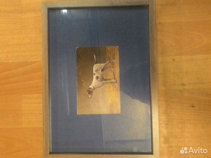 Открытка в рамке, собаки