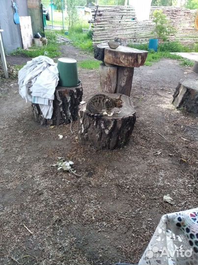 Бенгальская кошка