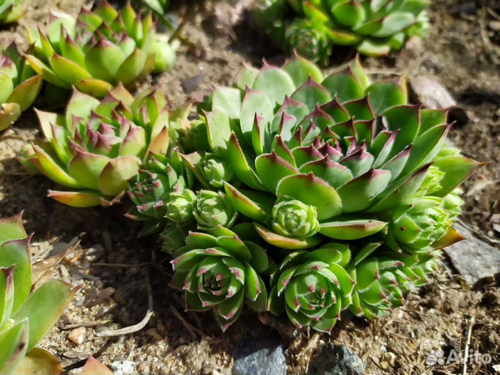 Молодило каменная роза