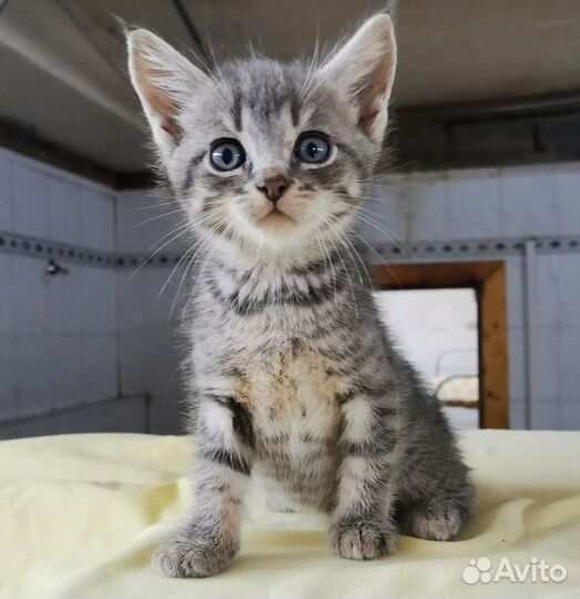 Котенок мальчик бесплатно