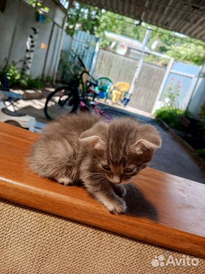 Кошки в добрые руки бесплатно