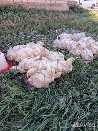 Цыплята 1 мес