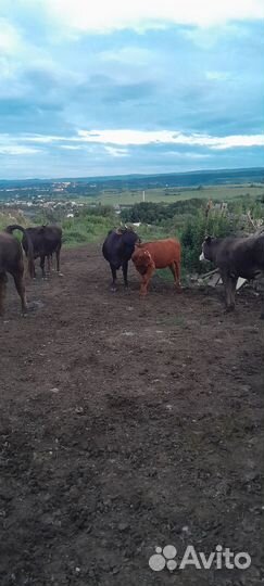 Коровы дойные