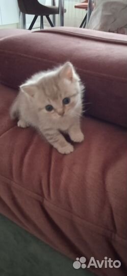 Британская