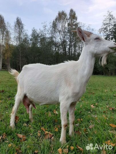 Зааненская дойная коза и козочка