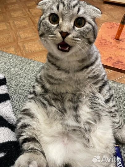 Шотландский вислоухий кот для вязки