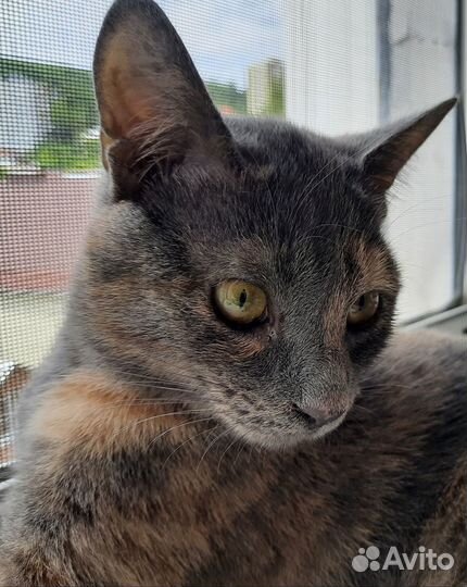 Кошечка-подросток