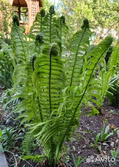 Папоротник садовый