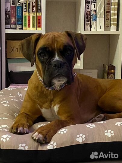 Немецкий боксер. Переустройство