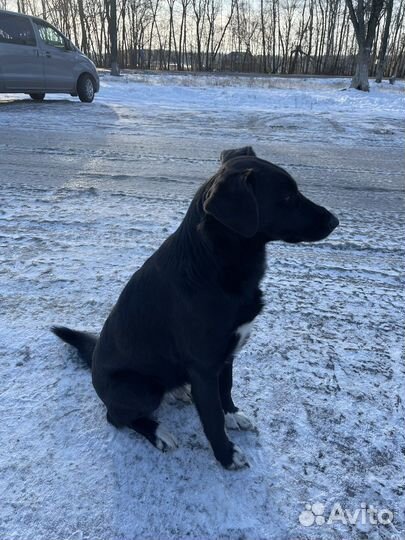 Собака в добрые руки