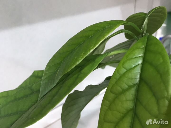 Авокадо дерево