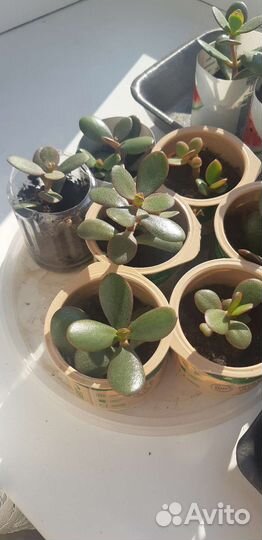 Комнатные цветы отростки