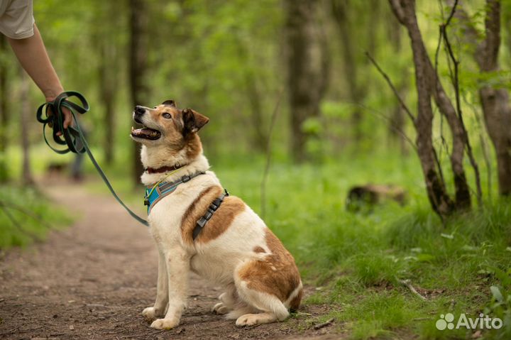 Воспитанный спокойный парень ищет дом