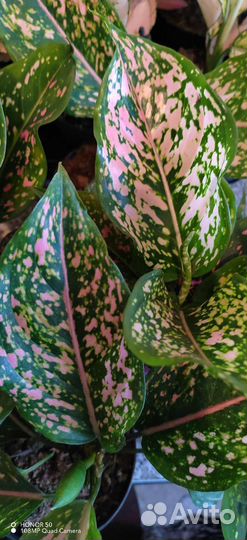 Аглаонема Пинк Леопард