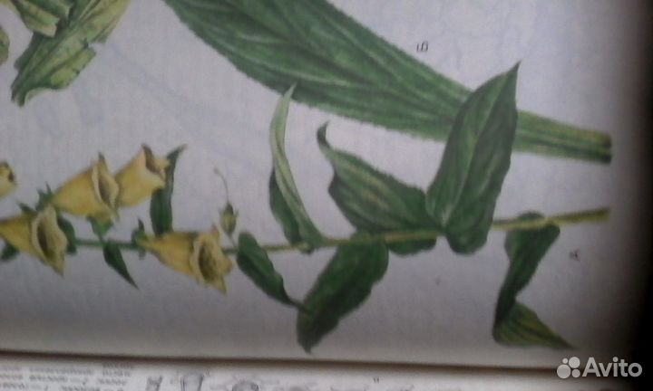 Фармакогнозия