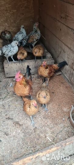 Курочки Бентамки