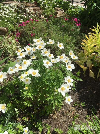 Растения многолетники. большой куст пион