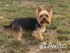 Услуги по вязке. Йоркширский терьер супер мини