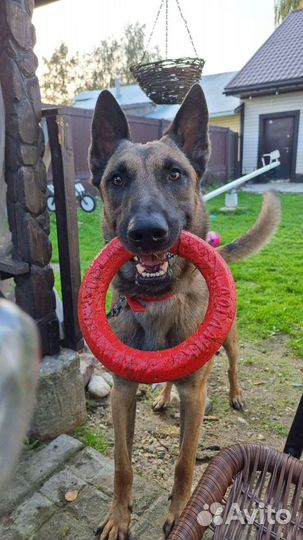 Передержка собак кошек хорьков кроликов животных