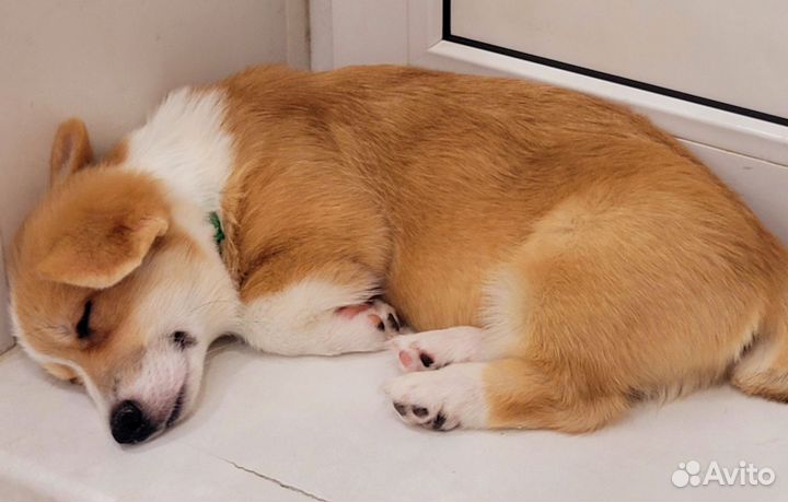 Вельш-корги щенки