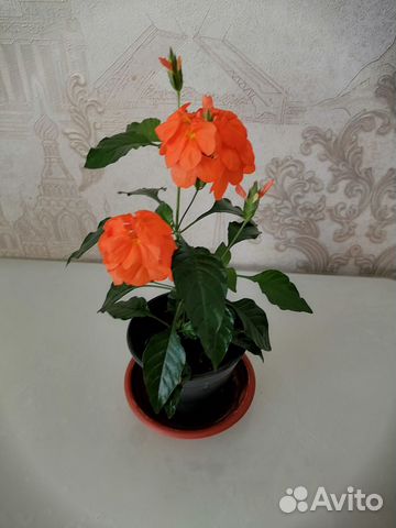 Комнатное растение-кроссандра