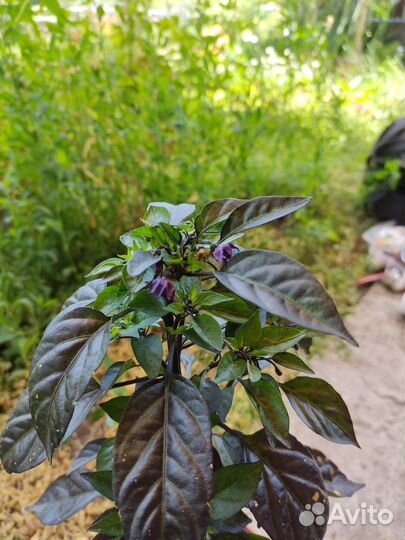 Перчик комнатный