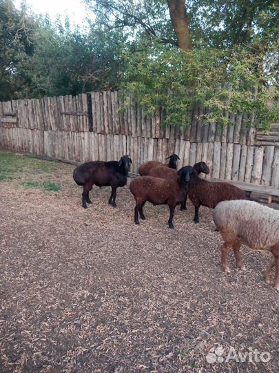 Гиссарский баран