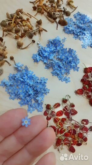 Незабудки сухоцветы