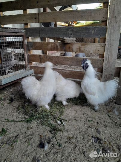 Цесари и китайские шелковые петушки