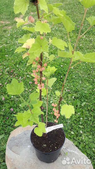 Смородина 3х летка красная белая розовая