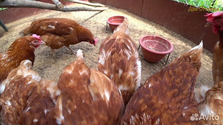 Курочки несушки