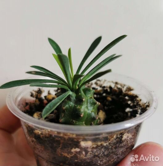 Молочай Габизан, комнатные растения, суккулент