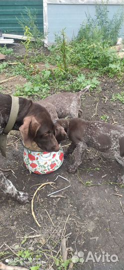 Щенки курцхаара