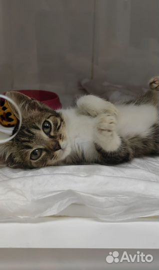 Полосатая кошечка 1.5 мес ищет семью