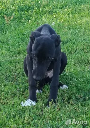 Щенки уиппета