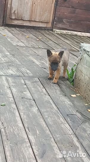 Щенята 1,5 мес