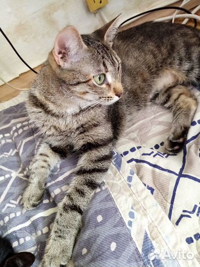 Полосатая кошка в добрые руки