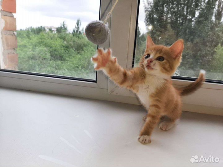 Кошка в дар бесплатно