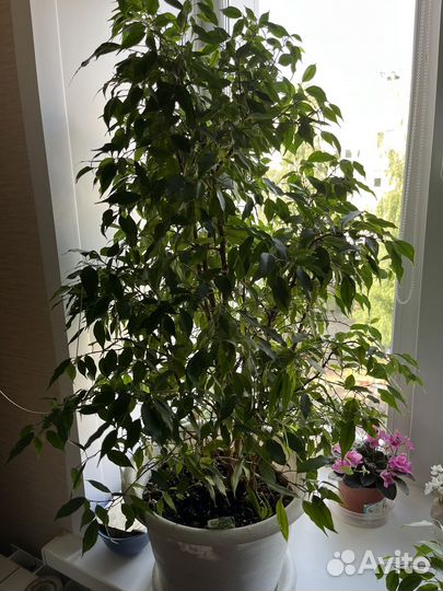 Фикус Green kinky