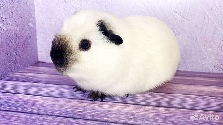 Морские свинки Калифорния(самцы)