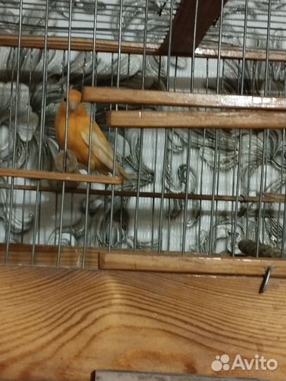 Попугай какарик с клеткой