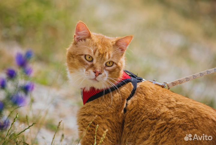 Котик в добрые руки