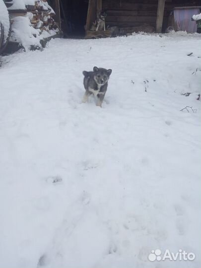 Отдам щенят