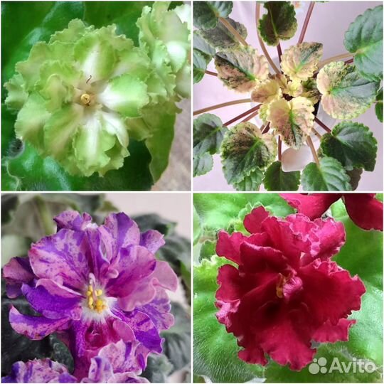 Садик в кружке, листики сортовых фиалок, гиацинты