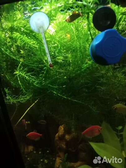 Аквариумные растения