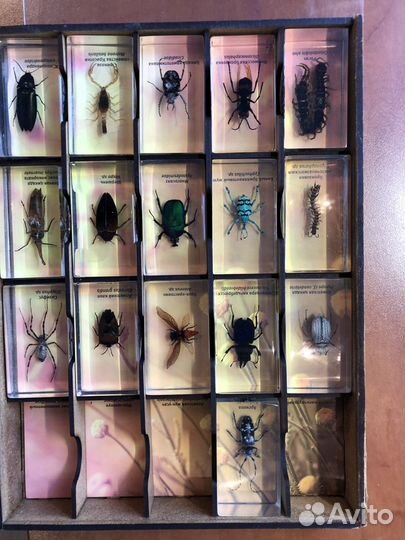 Познавательная коллекция «Жуки»