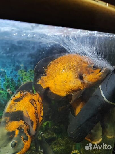 Астронотус