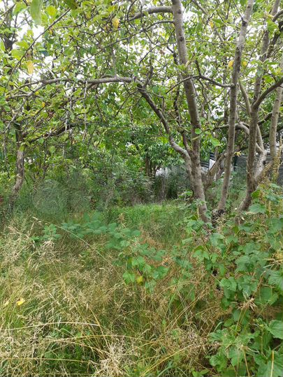 Участок 10,5 сот. (ИЖС)