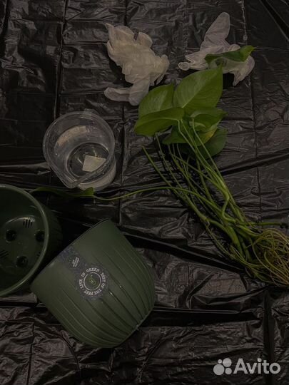 Монстера деликатесная, отростки в горшках